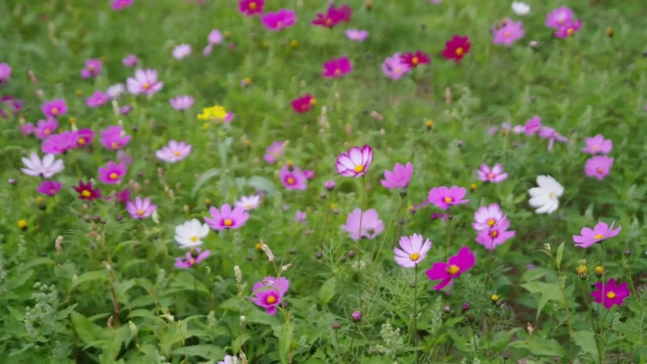 2026-01-24油菜花與波斯菊
