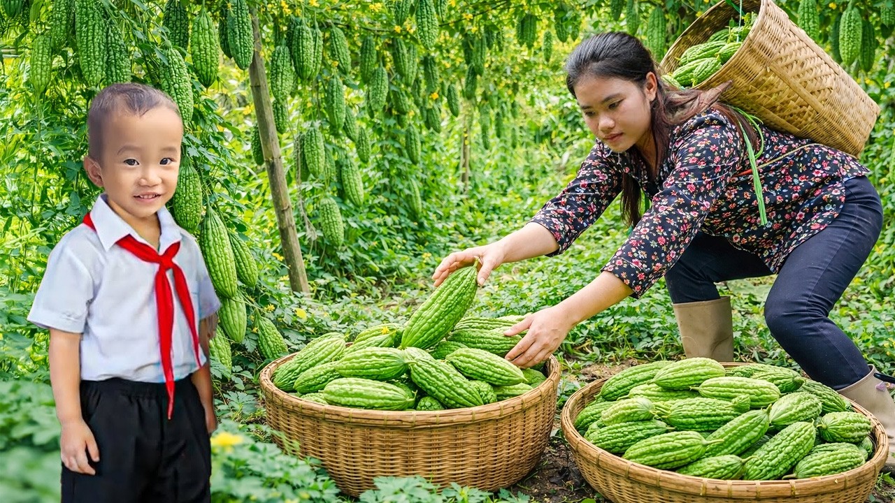 Buying New Clothes for Nam to Wear to School - Harvest Bitter Melon to Sell at the Market