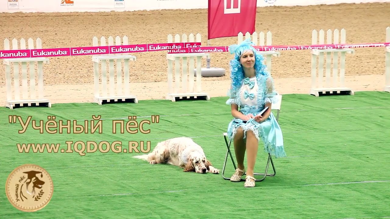 Танцы с собаками. Рублева Наталья и Английский Сеттер Вилли. 
