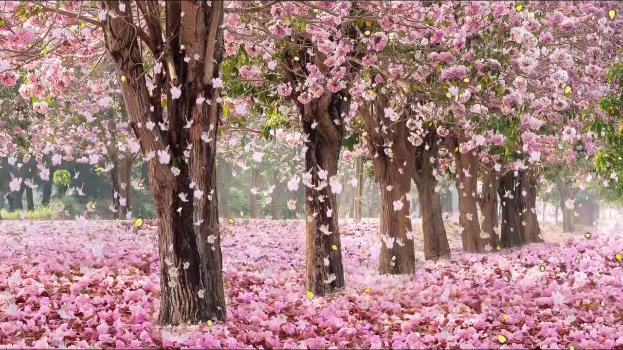 10 Hours of Relaxing Music - Sleep Music, Soft Piano Music & Healing Music by Soothing Relaxation