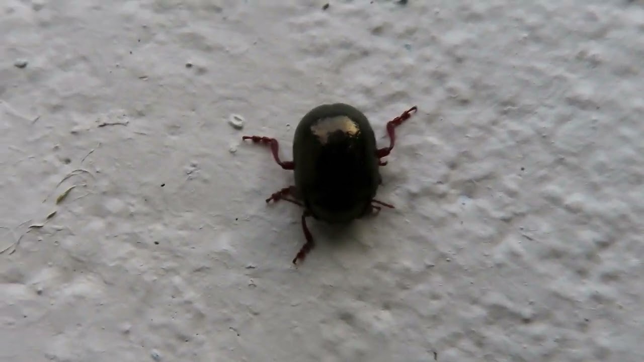 Jewel Beetle