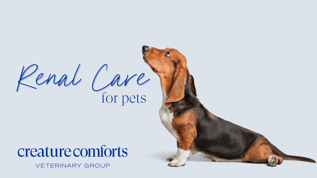 Creature Comforts Veterinary Group: Renal Care with Dr. David Gething #hongkongveterinary