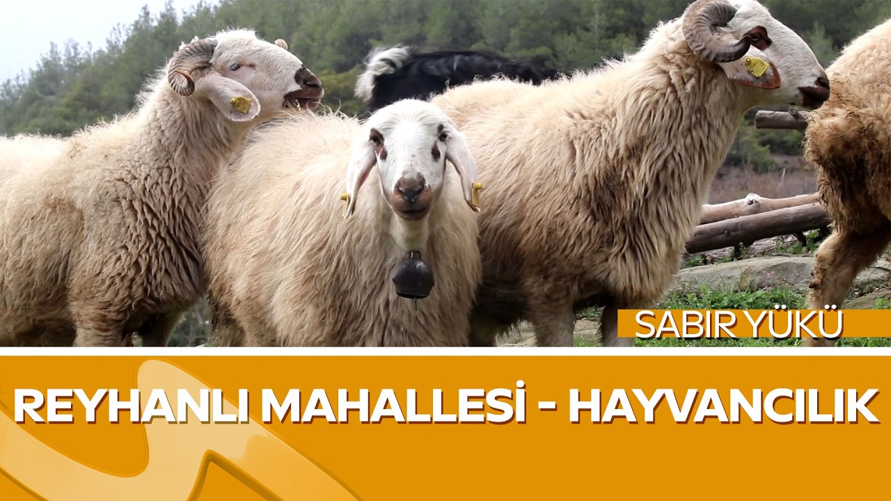 Kahramanmaraş&rsquo;ta Hayvancılık Ser&uuml;veni | R&uuml;stem Kar Abimizin İlham Veren Hikayesi