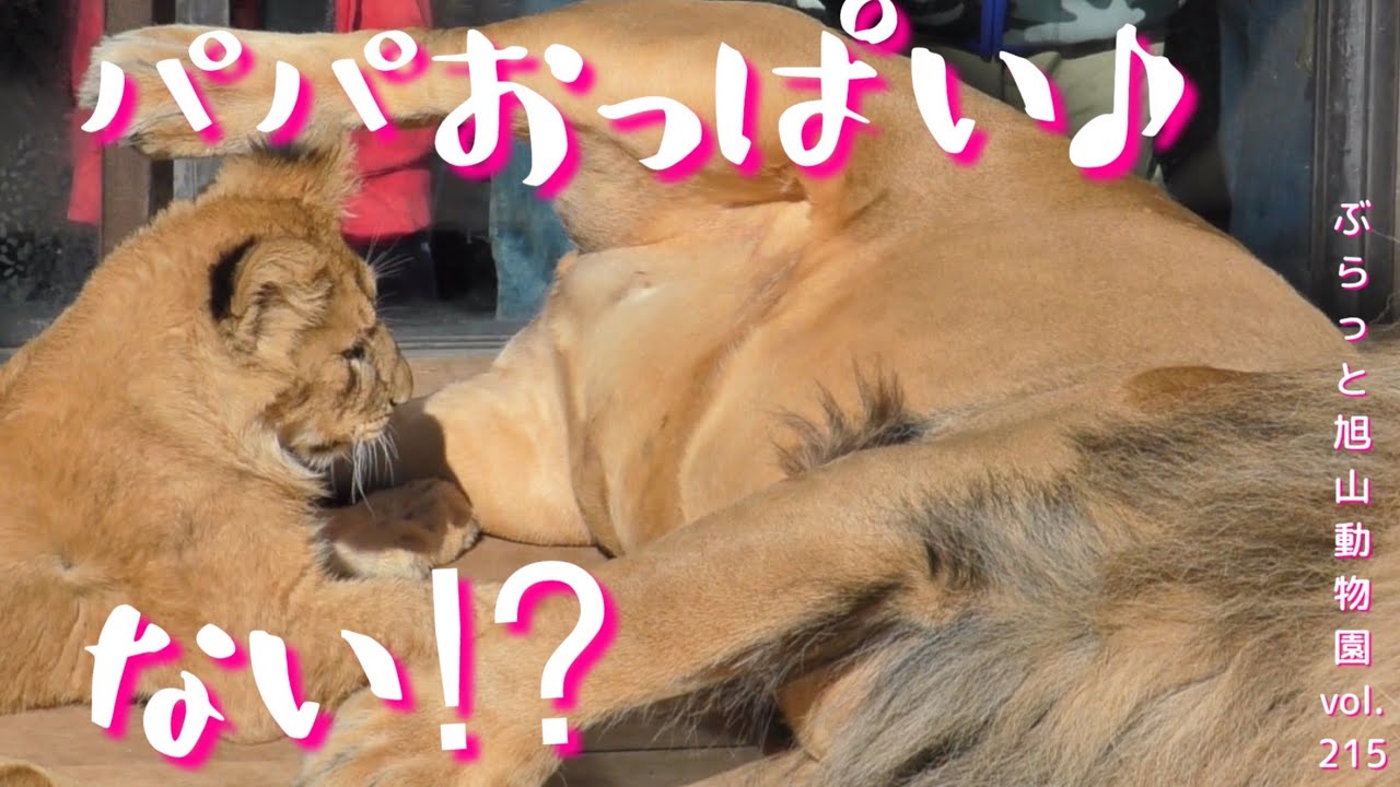 パパにおっぱいをおねだりする子ども！なんでないの？オリト&イオのライオン家族vol216@旭山動物園/Lion's child begging his dad for milk