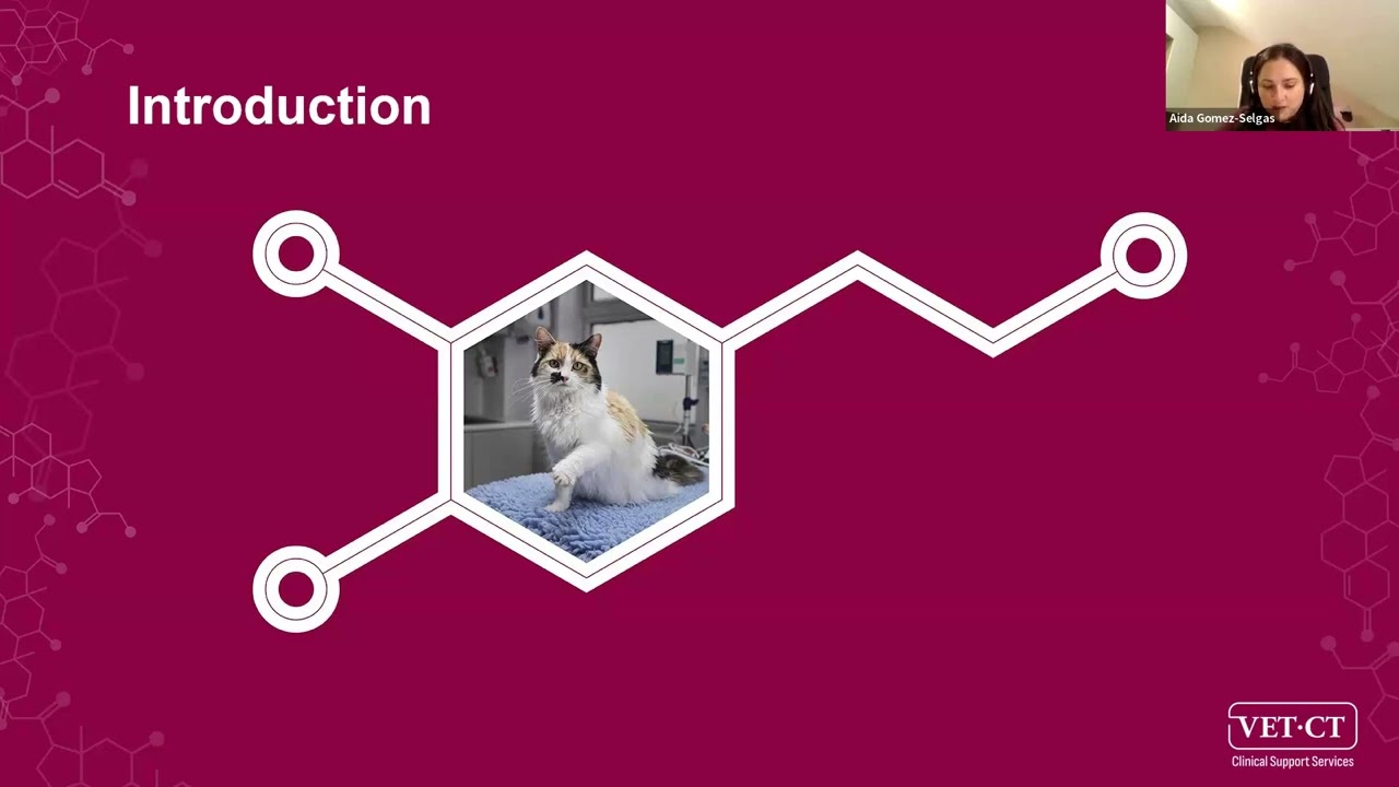 VET.CT Veterinary Webinar: Top tips for diagnosis and management of IMHA in dogs