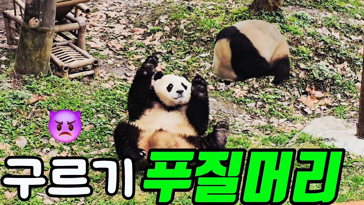 26.3.5 오전4 푸바오실시간 몇번을 구르고👿~ 자려는 푸야 깨운 슈양이~너-어~😆 #푸바오 #푸바오실시간 #푸바오근황