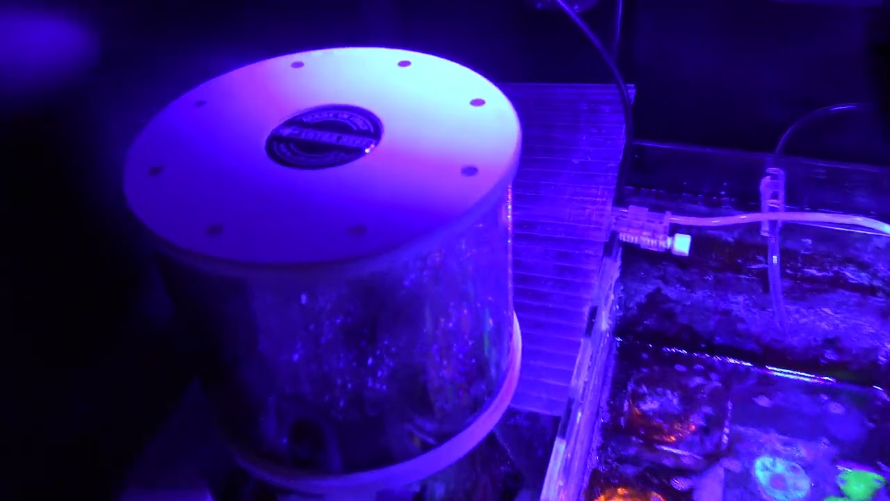 Waterbox Infinia Frag 175.6 | Trying Acros again (Added Skimmer, Phytoplankton, Gyres, New corals)