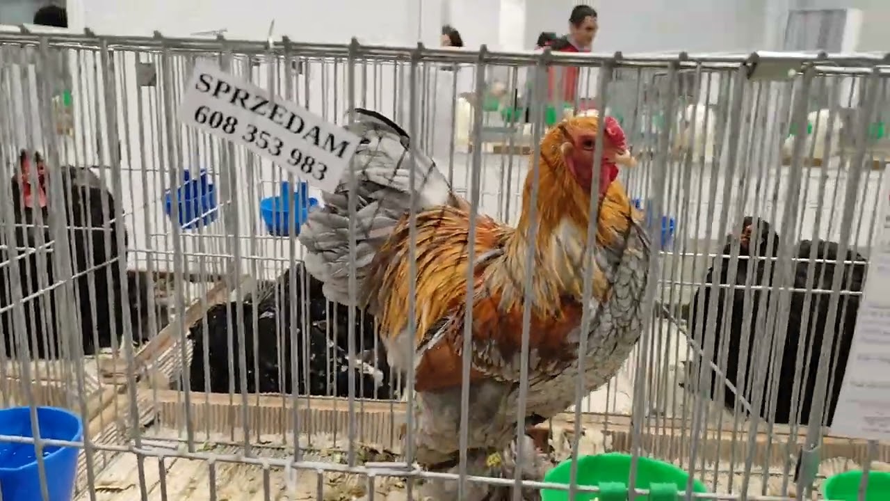 Kury 🐓kaczki🦆 króliki 🐇Na Kieleckiej📢📢📢 wystawie13/09/24 zapraszam na film 🎥 🤝