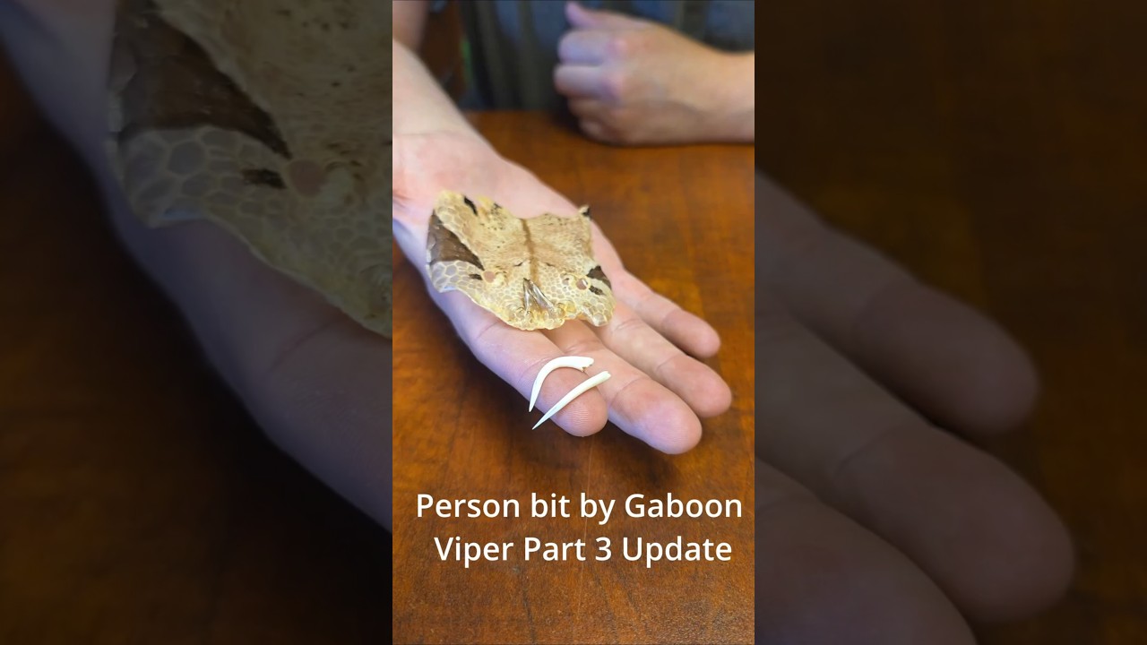 Gaboon Viper BITES Vermont Owner Part 3  #reptiles #snake #dangernoodle #venomous #gaboonviper
