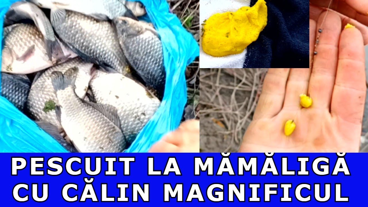 PESCUIT LA MĂMĂLIGĂ CARAS SĂLBATIC ÎN BARAJUL  JIU -ÎNAINTE DE CRĂCIUN