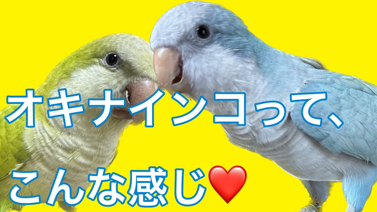オキナインコってこんな感じ/オキナインコの多頭飼い/オキナインコのモノマネ/Monk Parakeet sounds/Japanese narration/English subtitles ❤️🦜