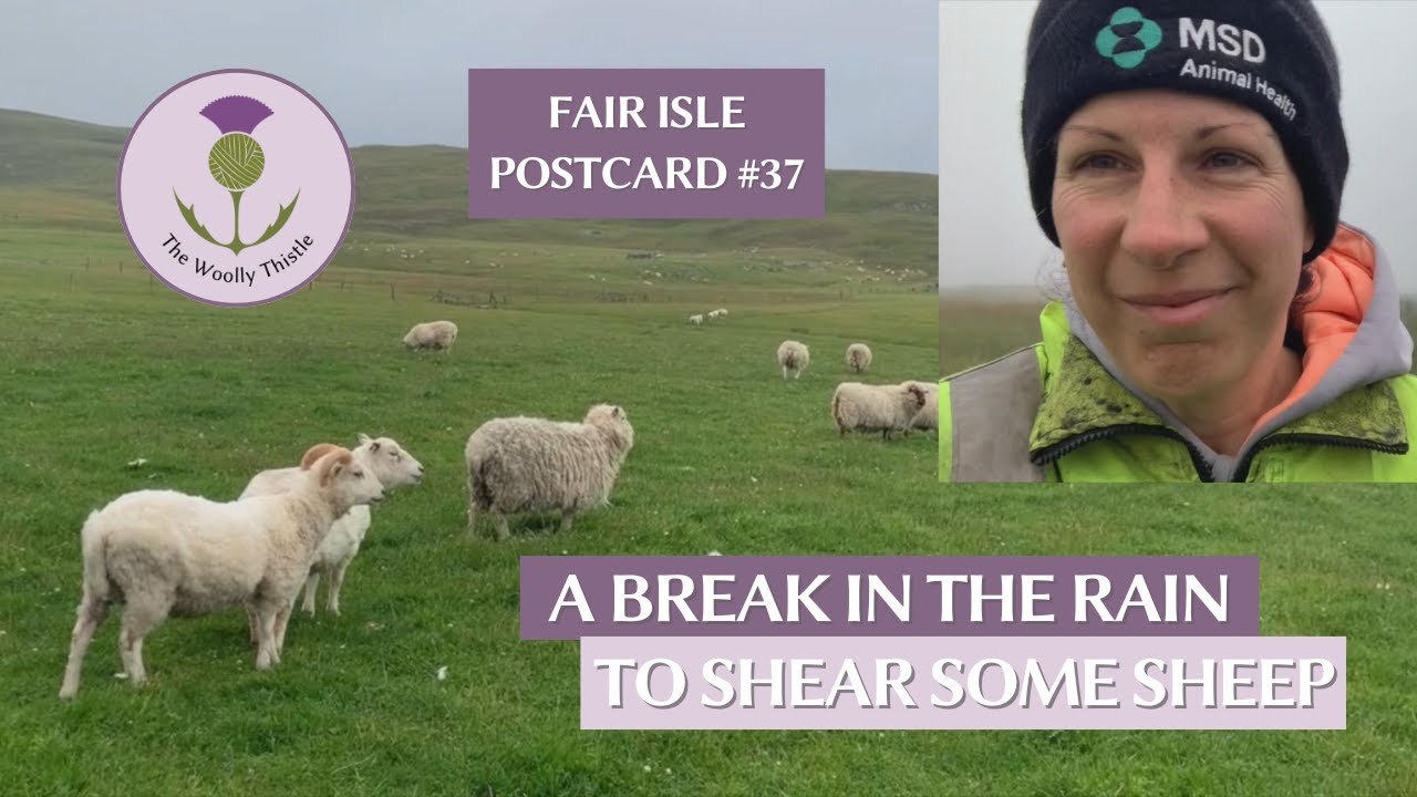 Fair Isle Postcard #37: A Break In the Rain to Shear Some Sheep