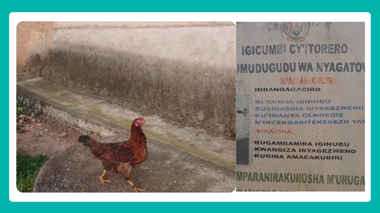 Nyanza:Yasambanyije inkoko irapfa