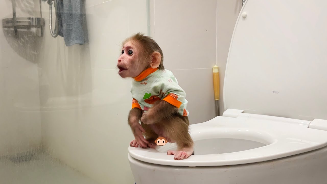 Monkey Cubis smart knows how go toilet when wakes up!
