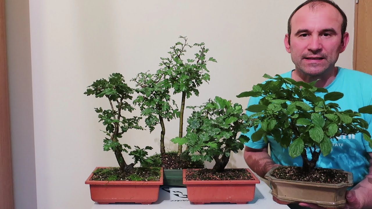 Cornus sanguinea / Sânger - proiect bonsai / Ep.2 tăiere de întreținere
