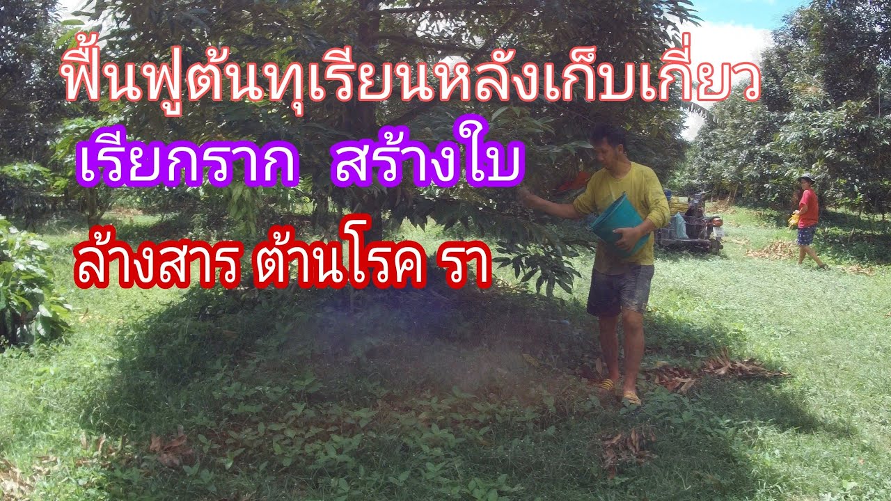 LP-EP101 หลังการเก็บกี่ยวผลทุเรียน เตรียมต้นทำผลผลิตปีต่อไป เรียกราก กระชากใบ ล้างสาร ต้านโรค