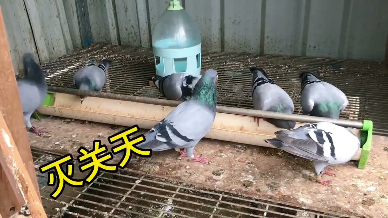 【小悠赛鸽】211期：资格赛〈②〉300Km全程大雨，上笼18回1，全会目前归巢60羽