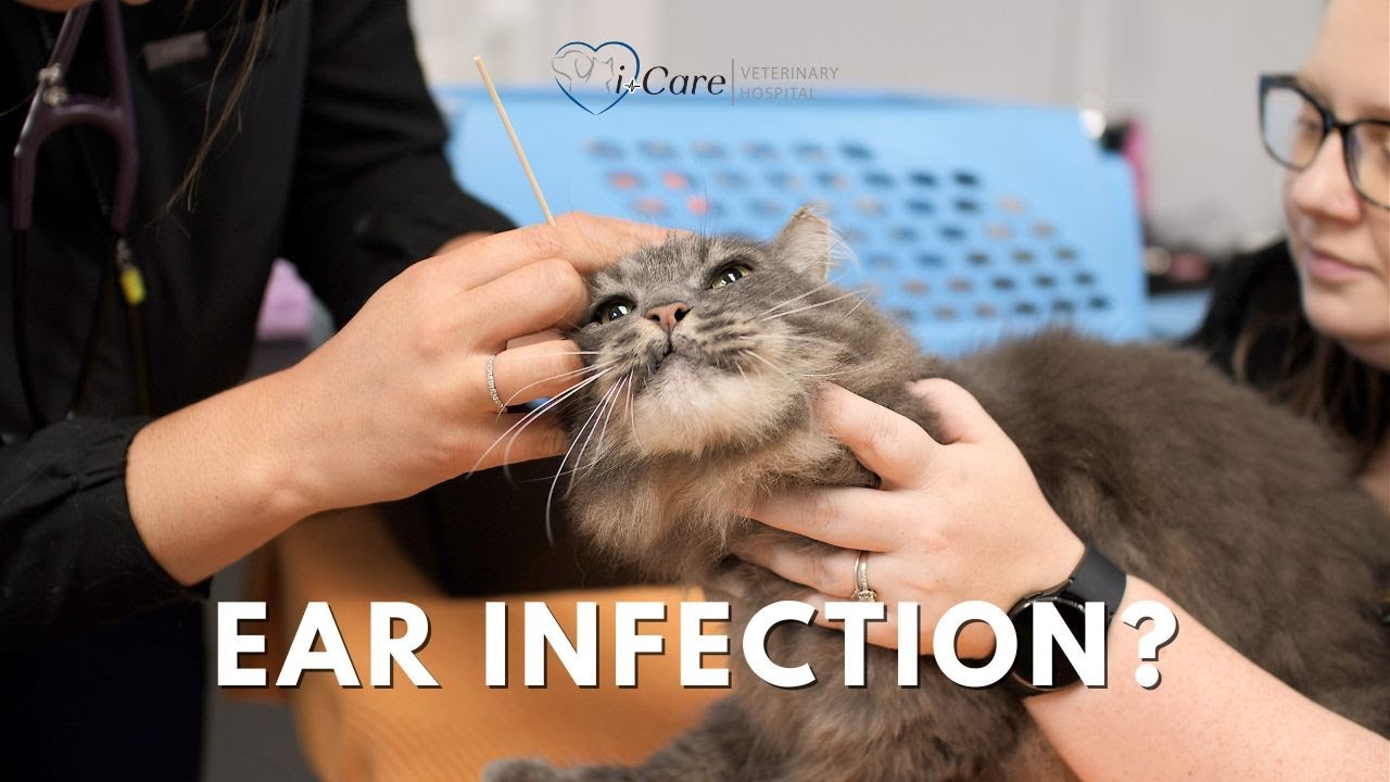 Is Your Cat Suffering from an Ear Infection? Here&rsquo;s What to Look For!