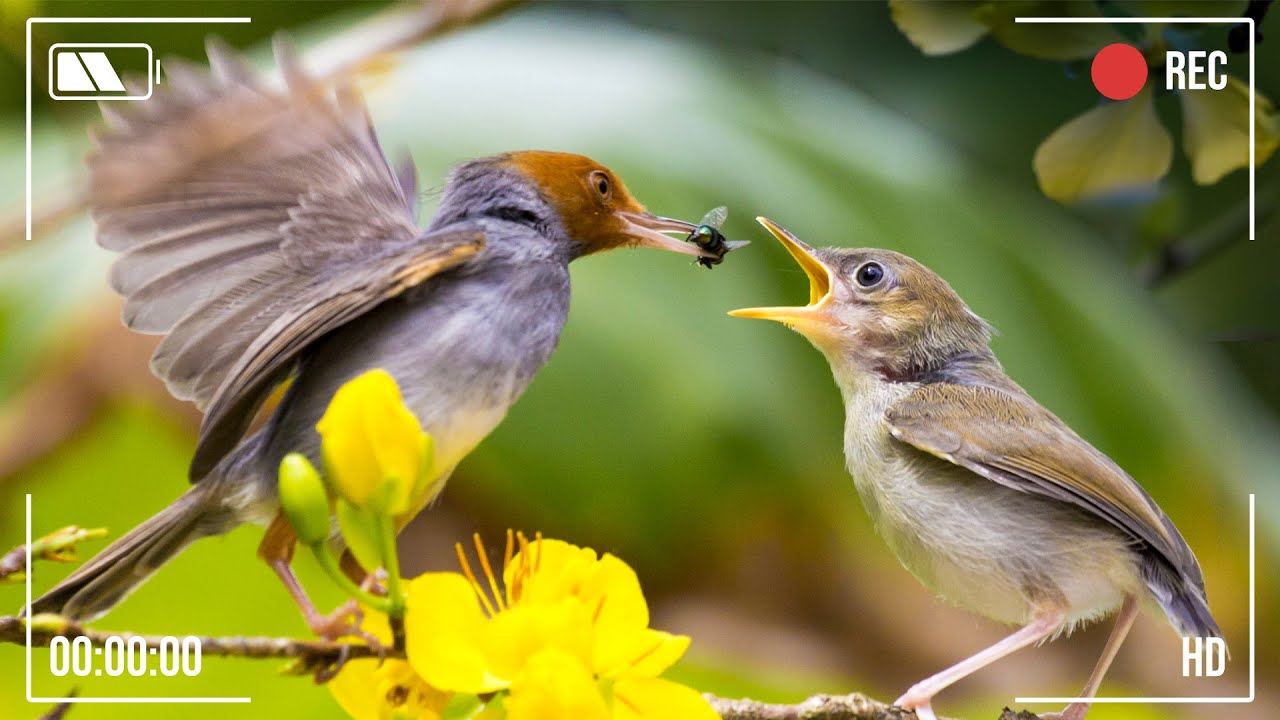 Beautiful Birds Sounds - Singing Birds, Nature Sound Relaxation, Soothing Forest Birds Singing
