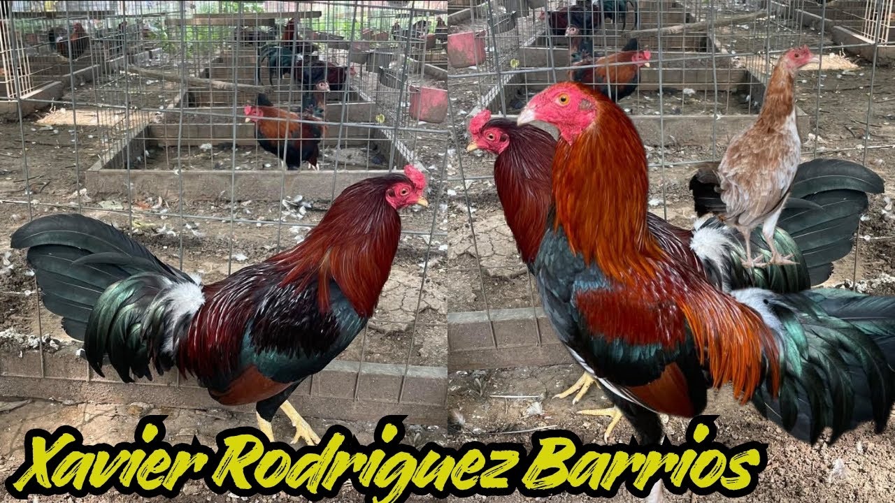 Indoor Outdoor Breeding Pens - Feeding Time Shape Chicken Coop Xavier Rodriguez Farm