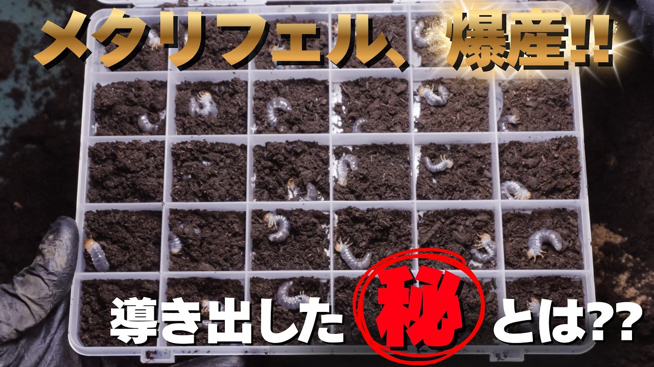 これで爆産確定!!メタリフェルホソアカクワガタの産卵必勝法をご紹介します！