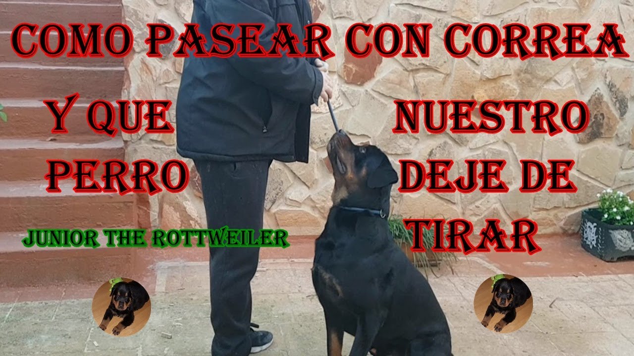 COMO PASEAR CON CORREA (Que nuestro perro deje de tirar en el paseo) 