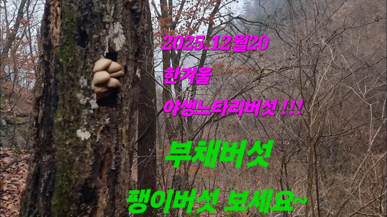 한겨울느타리버섯 산행했어요!부채버섯.팽이버섯있어요~^^20251220