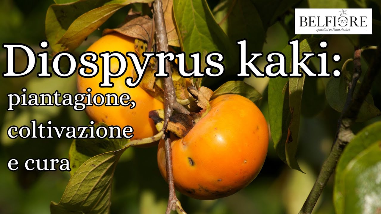 Kaki: guida completa dalla pianta alla tavola