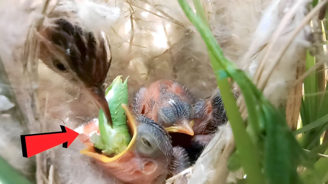 Zitting cisticola bird that is feeding the insect to its babies can't eat it now