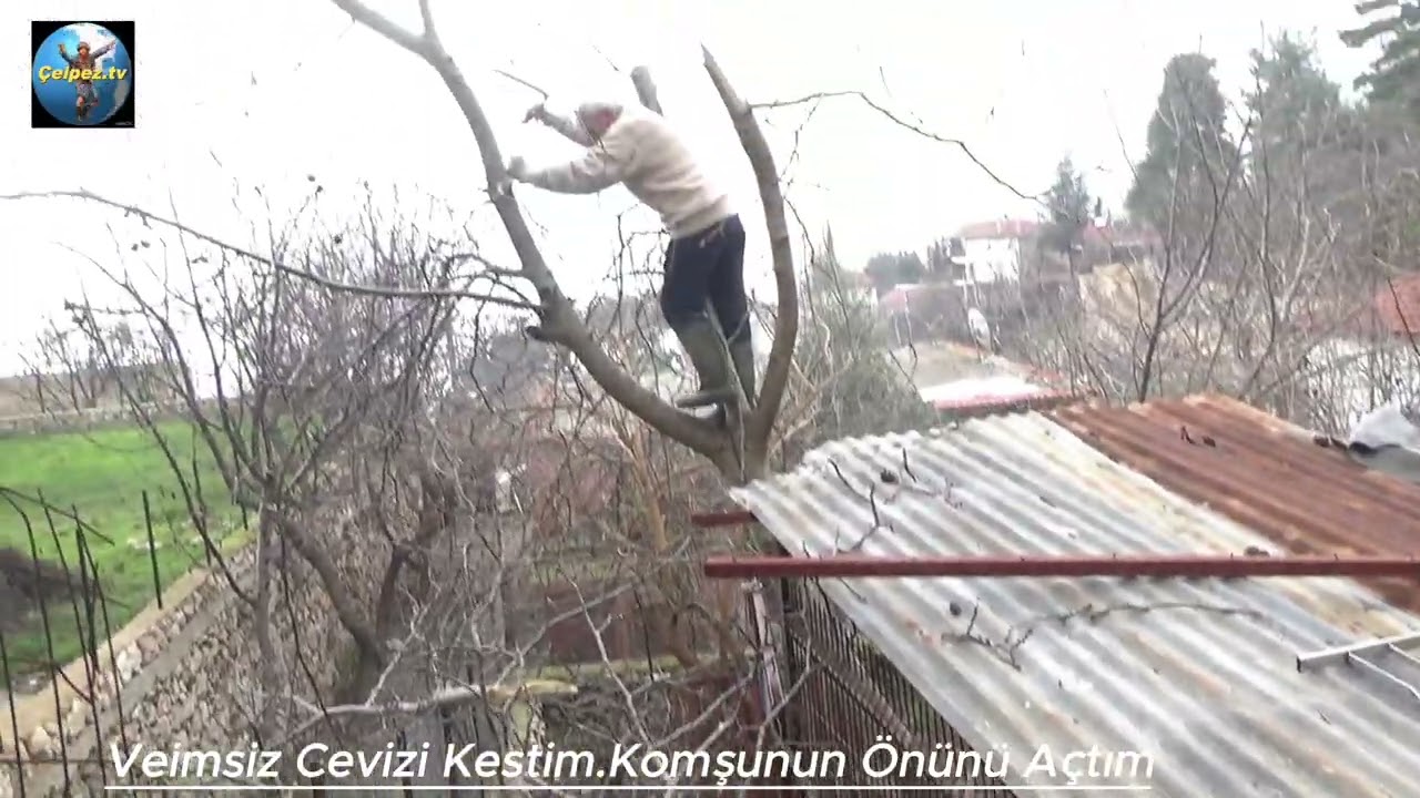 Çelpez.tv: Bahçemdeki Verimsiz Cevizi Kestim Komşunun Önünü Açtım.
