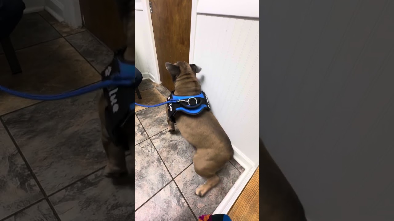 Blue goes to the Veterinary for his anxiety! 🐾 