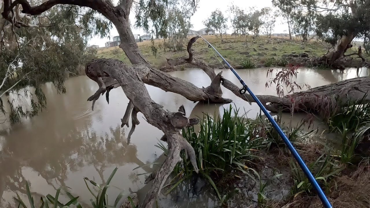 WYNDHAM VALE - Lollypop Creek