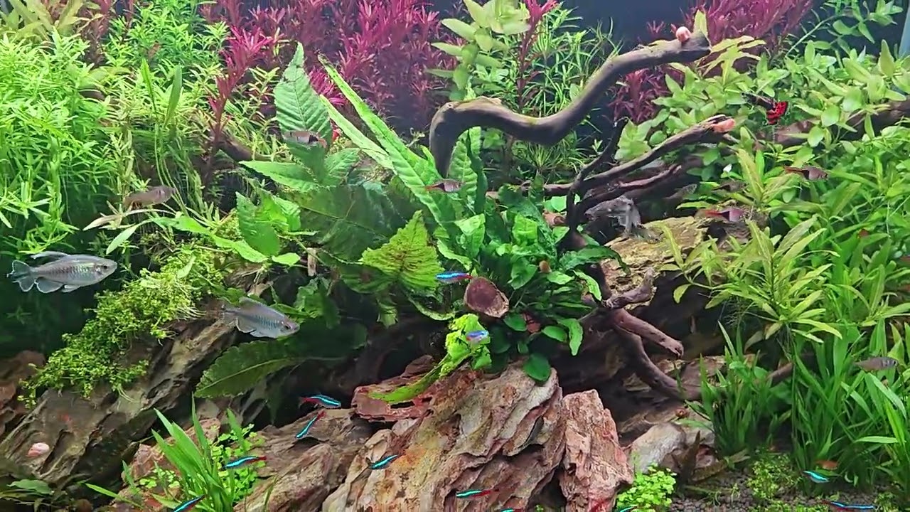 3 Feet Aquascape update - 50G/192 L 