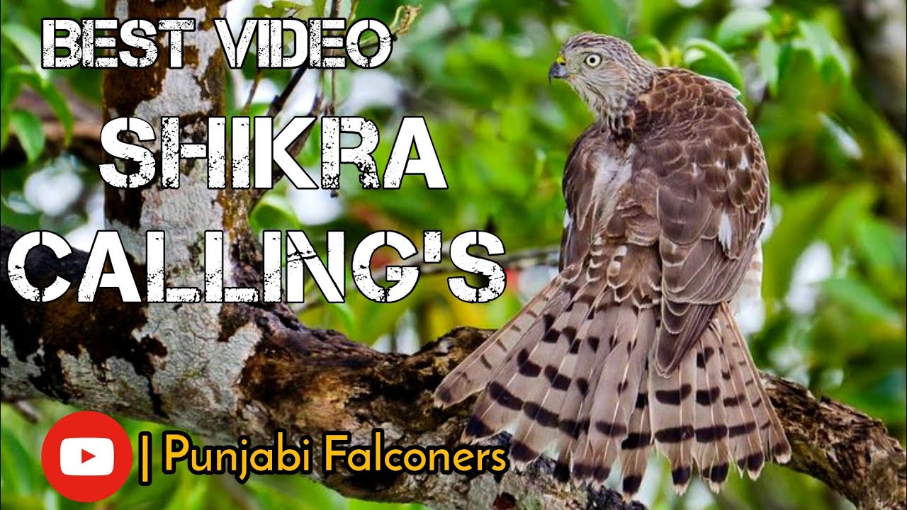 Shikra_Calling's _Best_Hunting|| #falconry #bird #shikrahunting