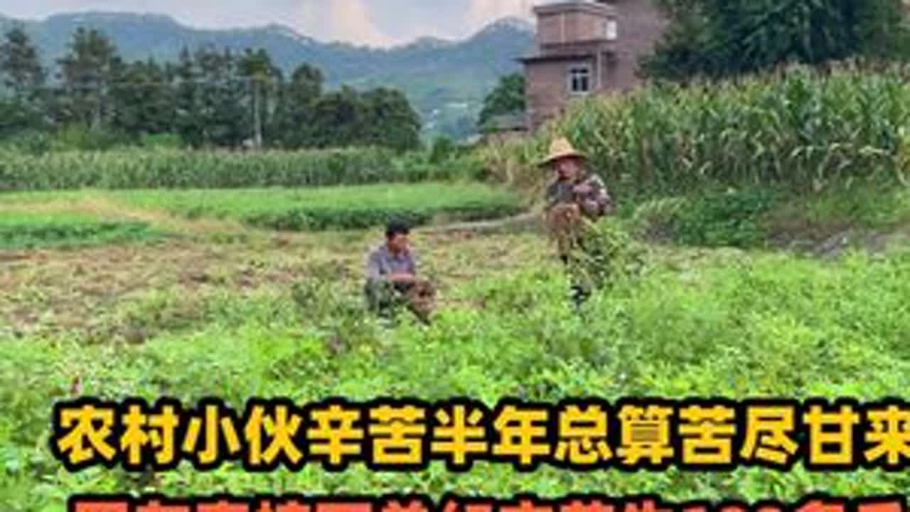单身小伙回农村种地，收成后得到网友的青睐，订单已超100斤 #农村 #花生 #返乡创业 #农产品 #我的乡村生活