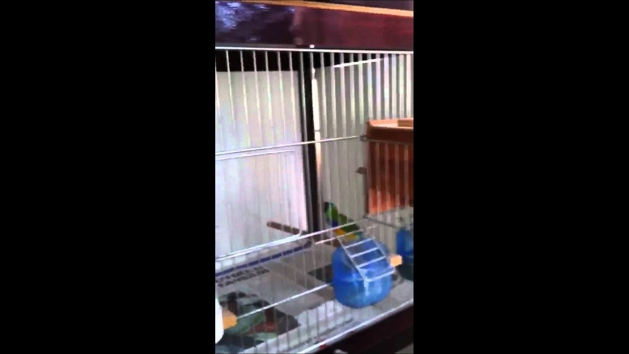 Gouldian Finch üretimim 04.08.2012