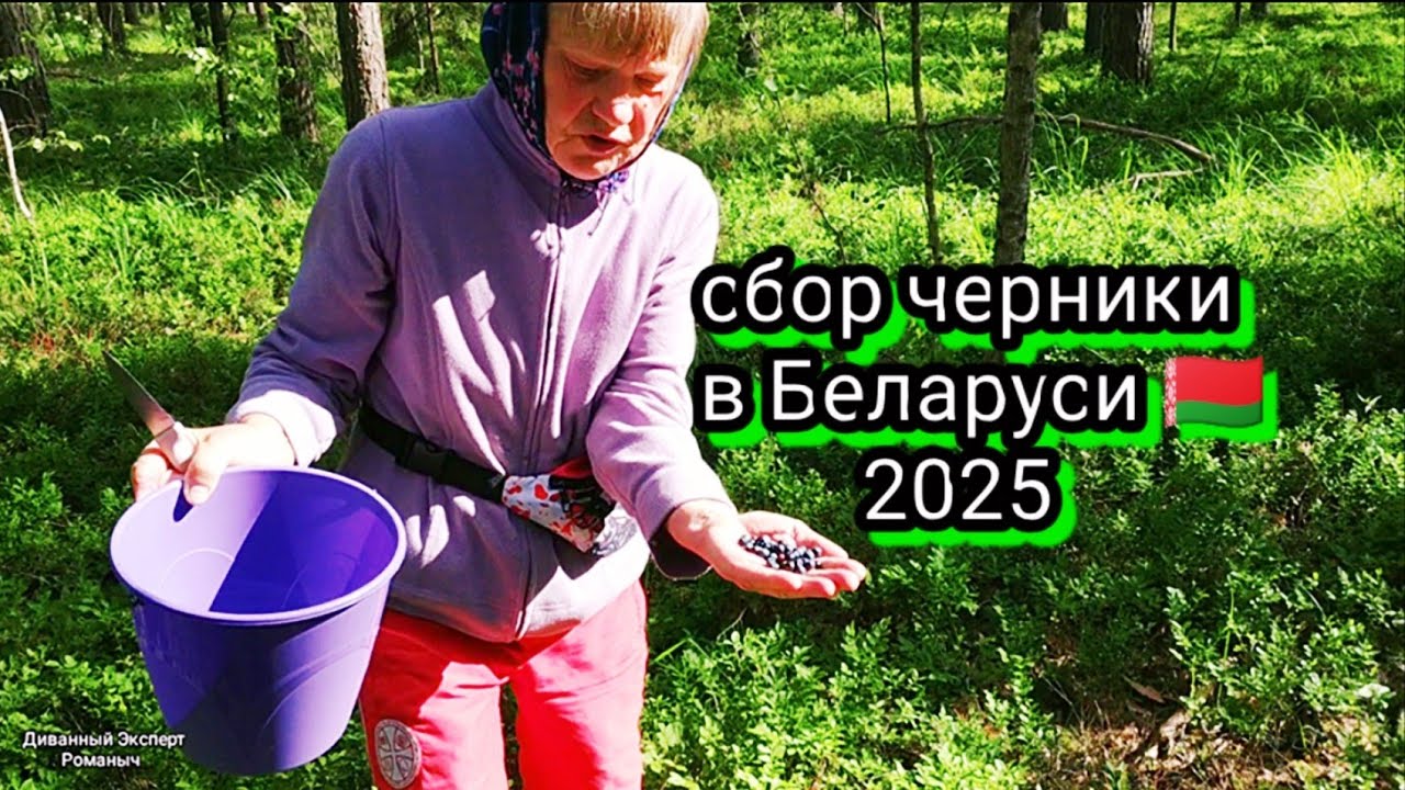 Сбор черники в Беларуси 2025. Обзор черничных полян