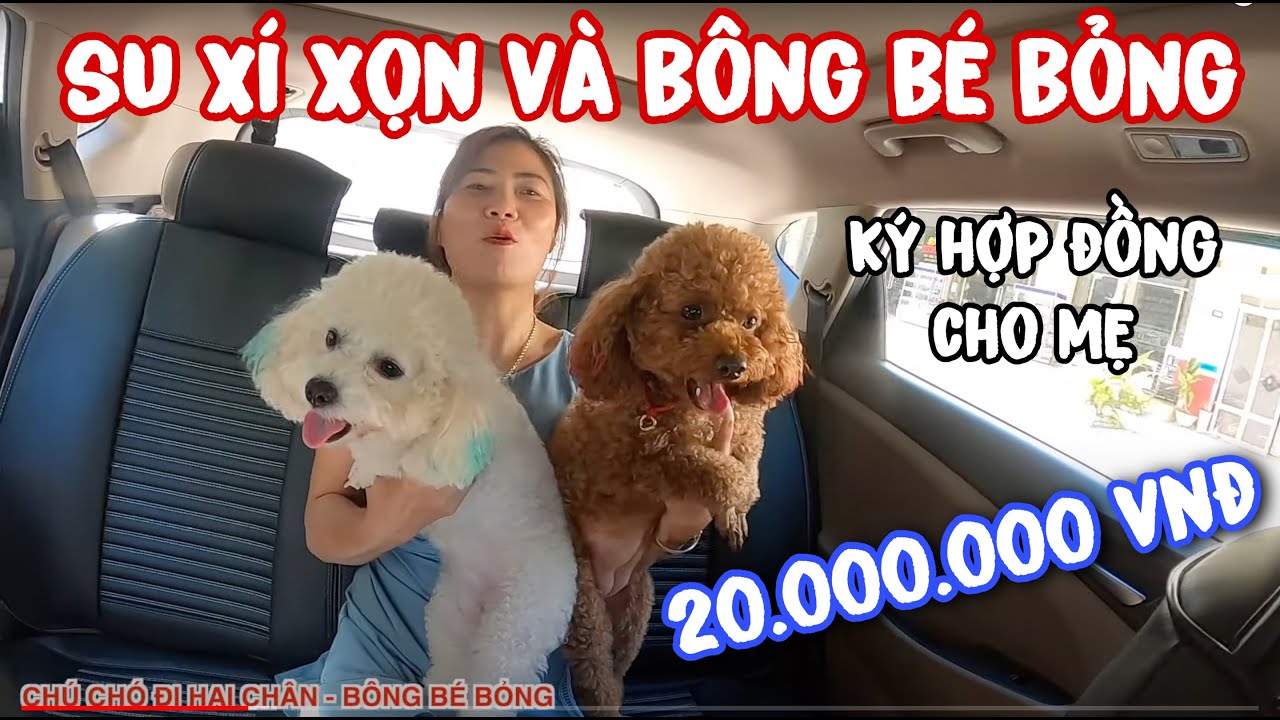 CHÚ CHÓ ĐI HAI CHÂN SU XÍ XỌN GIÚP BA MẸ KÝ ĐƯỢC HỢP ĐỒNG 20.000.000 VNĐ | BÔNG BÉ BỎNG