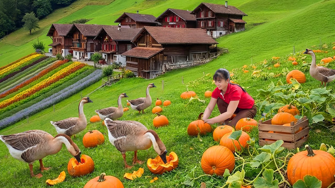 Daily Harvesting Pumpkins and Vegetables & Livestock Care – Beautiful Countryside Life