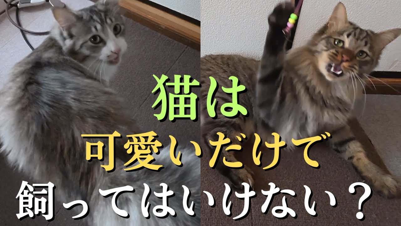 猫を飼って幸福になる人、不幸になる人、その境界線は・・・