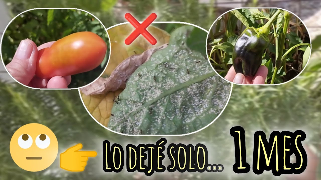 ¿Qué pasa si dejas el huerto solo por 30 días? Plagas, cosechas, sorpresas. 