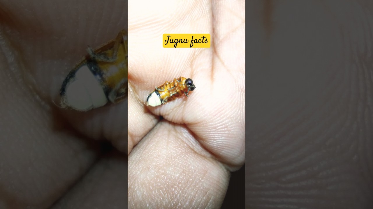 Jugnu/Firefly fact #firefly #jugnu #amazing #hindifacts