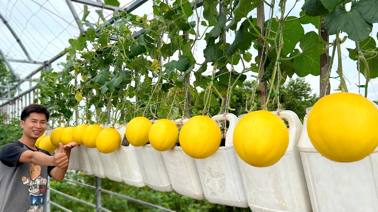 The Easiest Way to Grow Melons &ndash; Huge Fruits Using Just a Few Plastic Bottles!