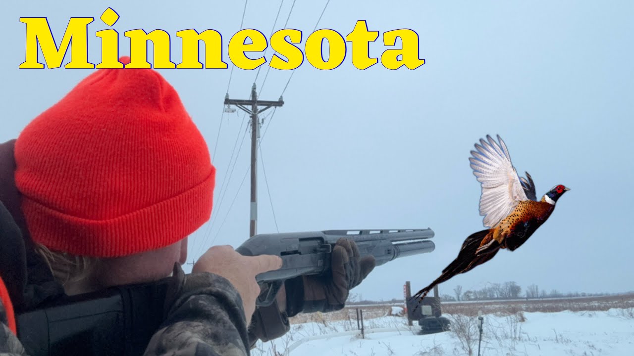 16 Bird Pheasant Hunt In DEEP Snow (Minnesota)
