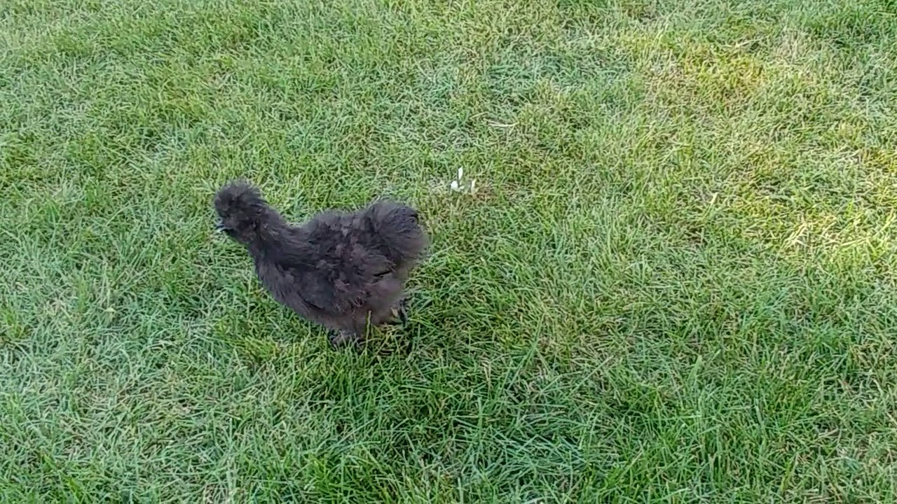 Chickens.. Chinese Bearded Silkies