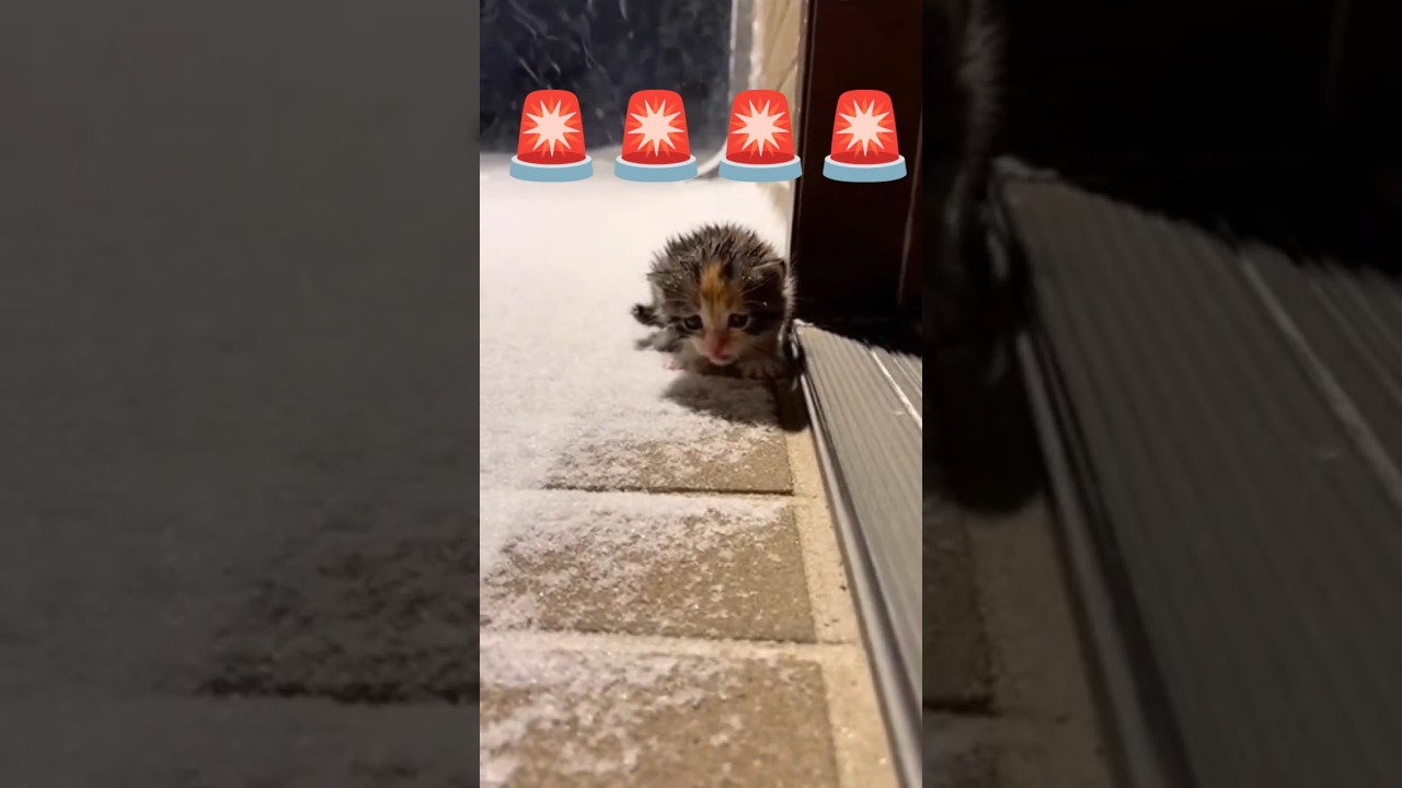 Don’t Scroll…I Found a Tiny Kitten Stuck in the Snow ❄️😢 