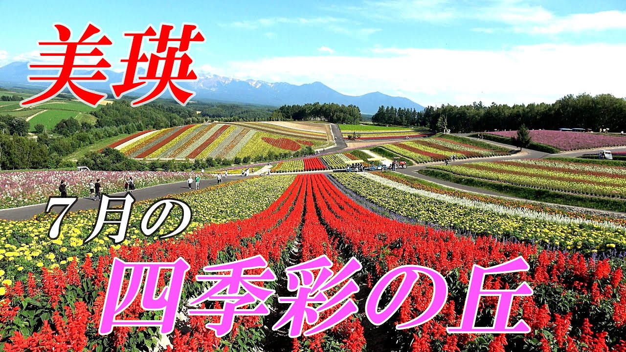 【北海道 美瑛】もうすぐ見頃！！花の絨毯「四季彩の丘」　４K