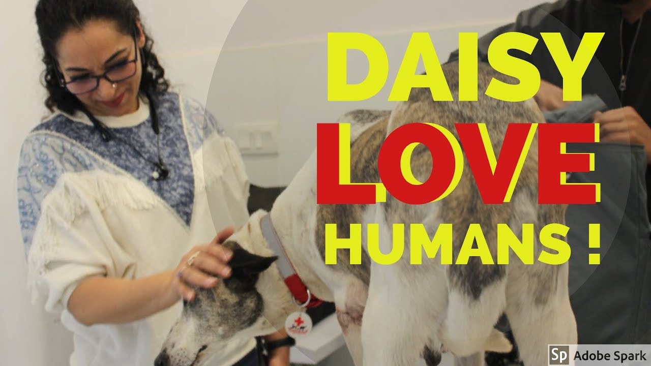 Heart warming Dog Rescue & recovery Islamabad
