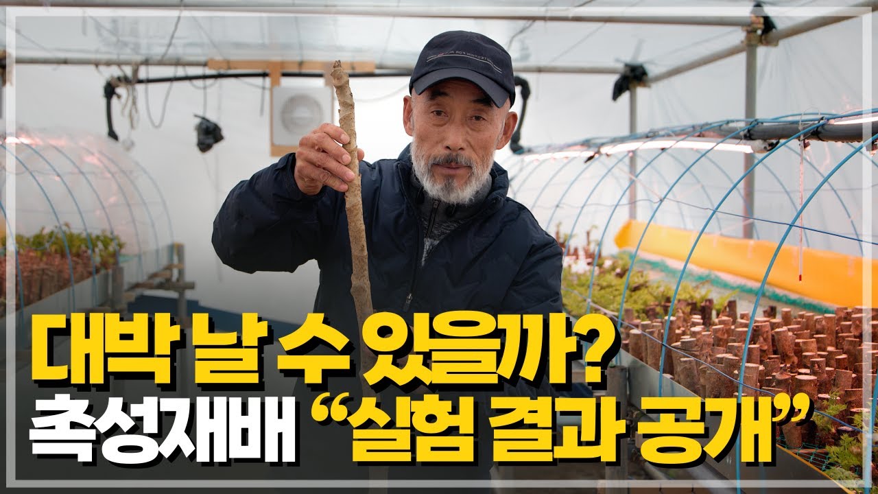 두릅 촉성재배, 수익성의 진실을 밝히다!