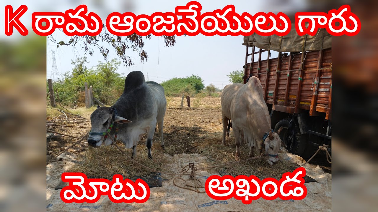 యాడికి సీనియర్స్ 5 వ జత K రామ ఆంజనేయులు గారు &రాజా రాజశేఖర్ గారు ( అఖండ మోటు )